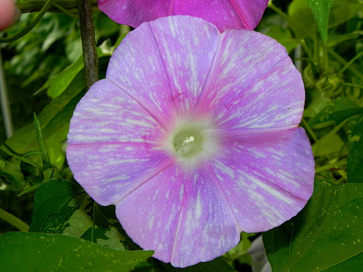 DSCN7964
