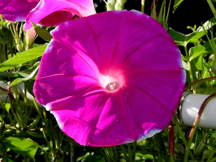 DSCN8003