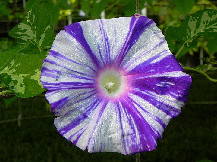 DSCN8107