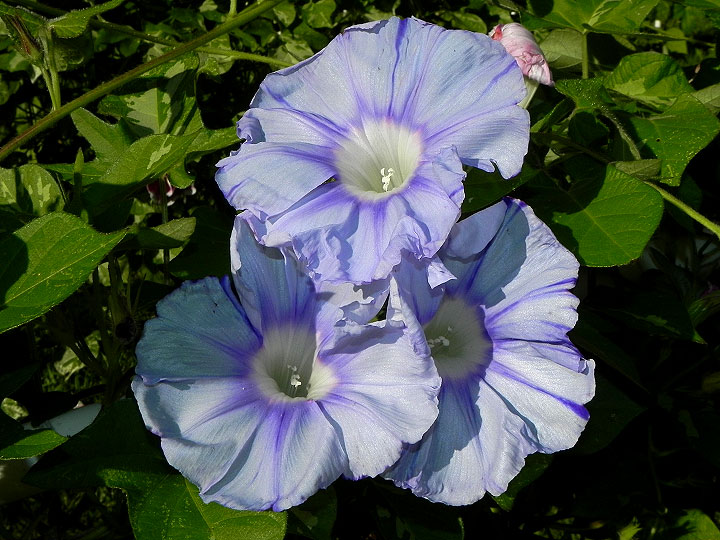 DSCN8145