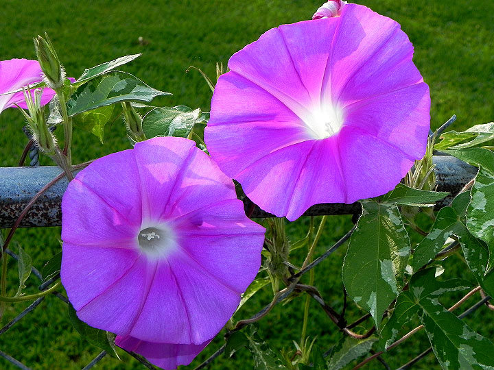 DSCN8245