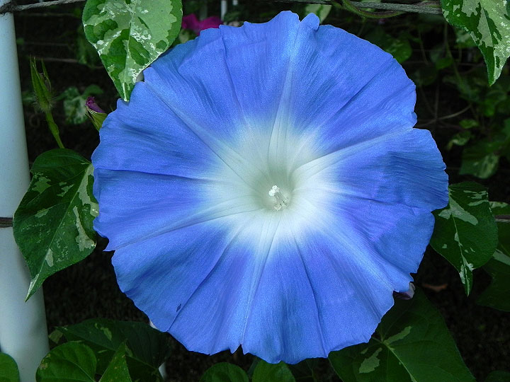 DSCN8294