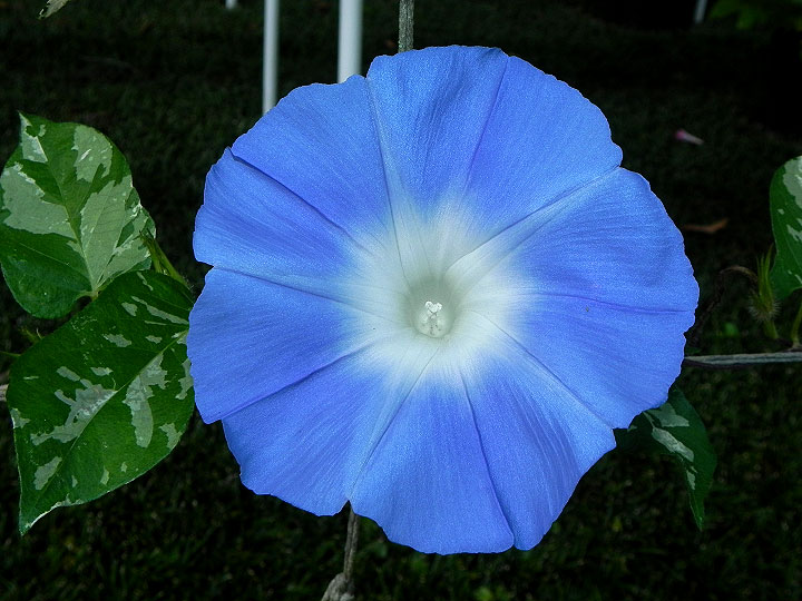 DSCN8295