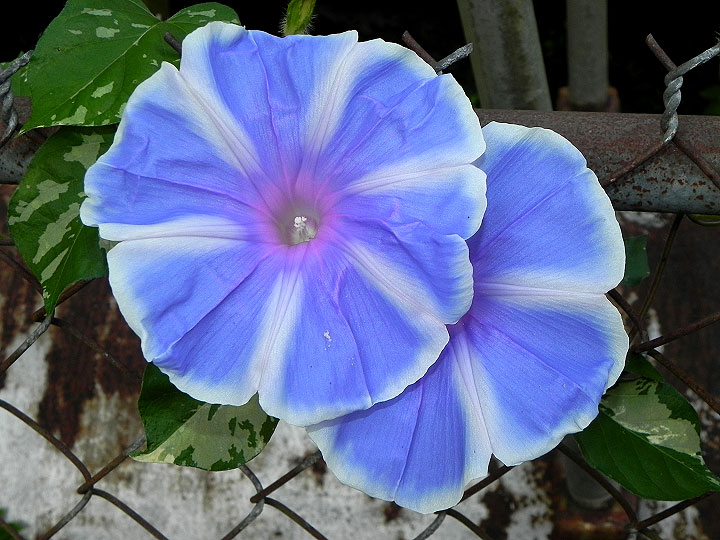 DSCN8426