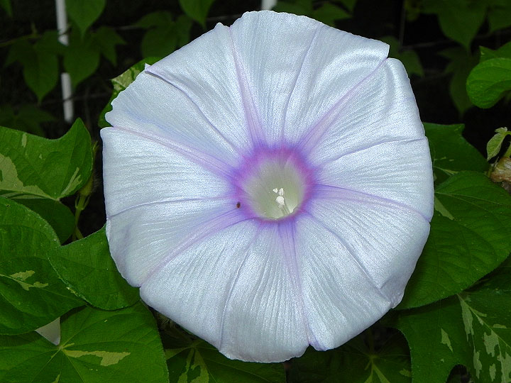 DSCN8443