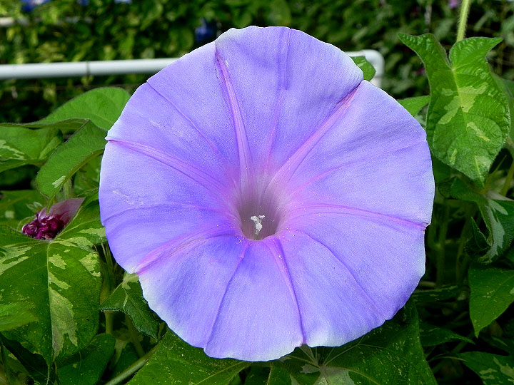 DSCN8464