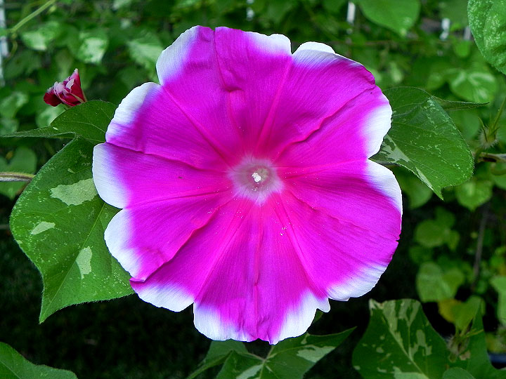 DSCN8595