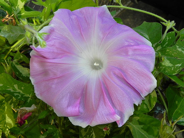 DSCN8666