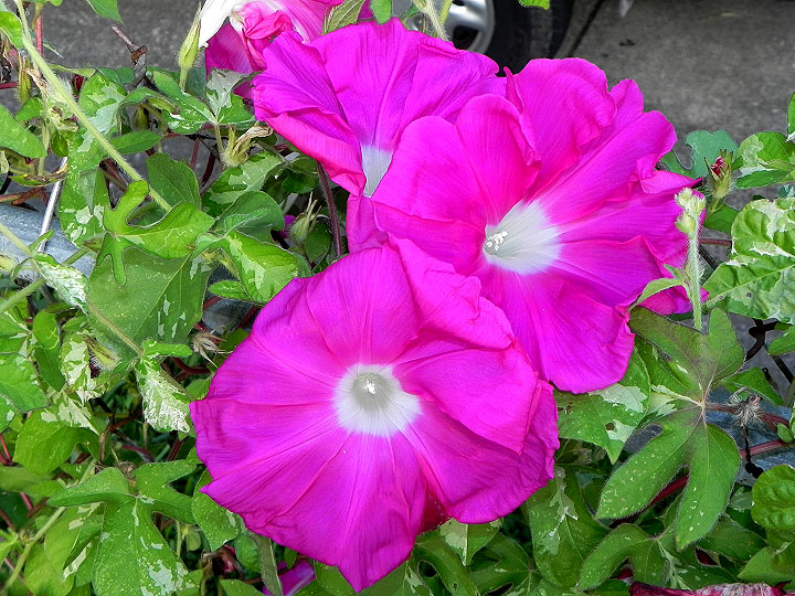 DSCN8685