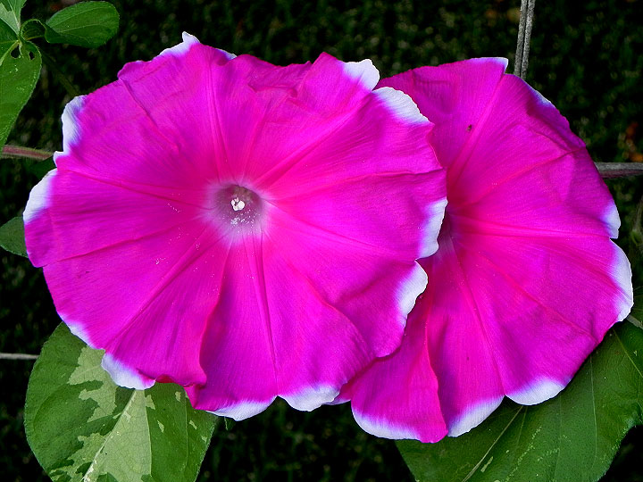 DSCN8739