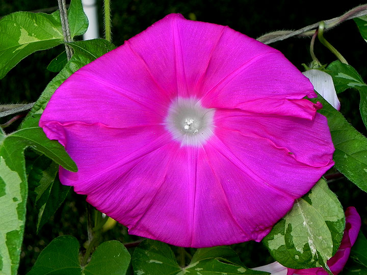 DSCN8743