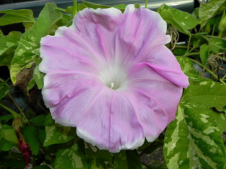 DSCN8793