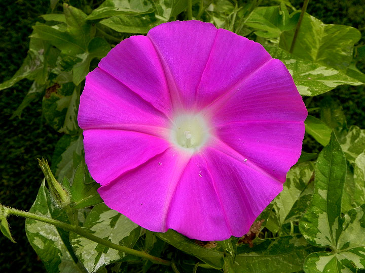DSCN8831