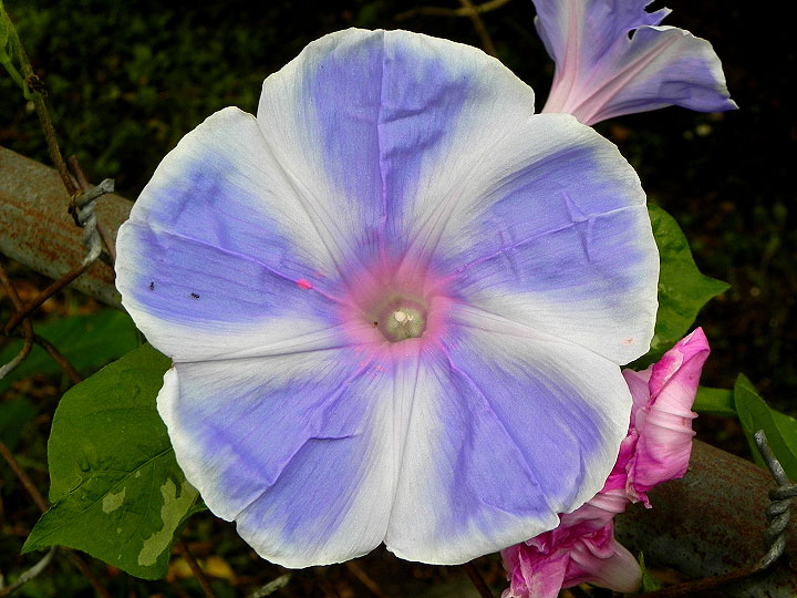 DSCN8870
