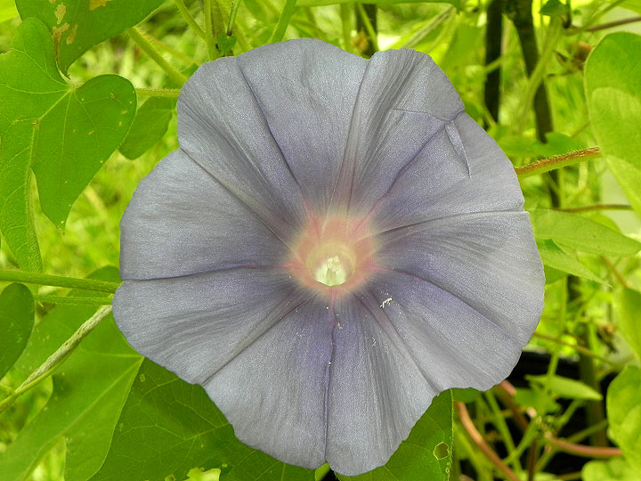 DSCN8923