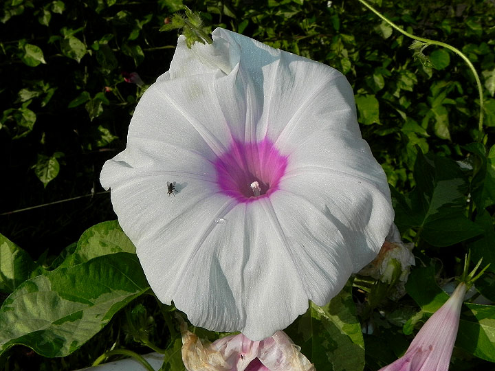 DSCN8934