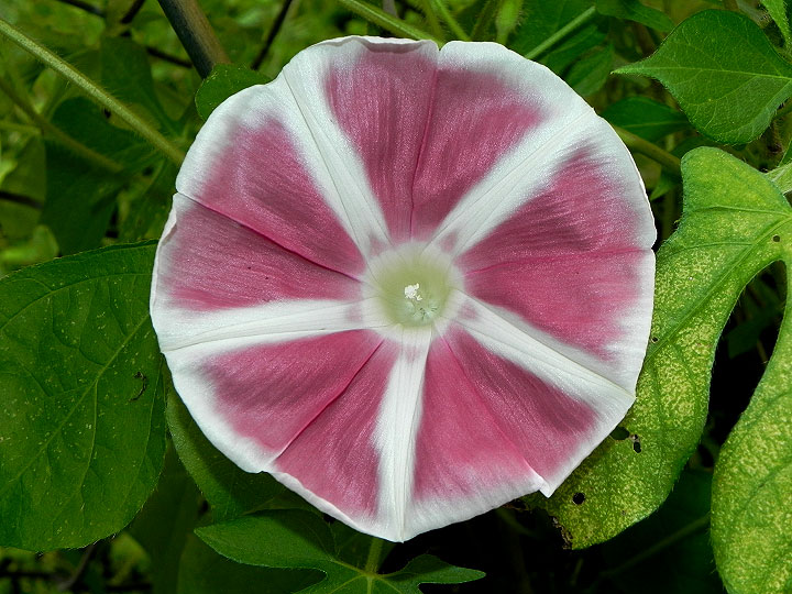 DSCN8973
