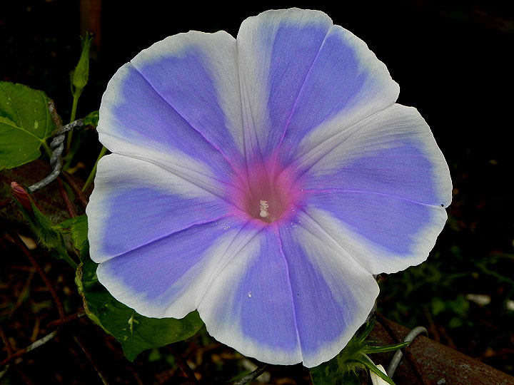 DSCN9085