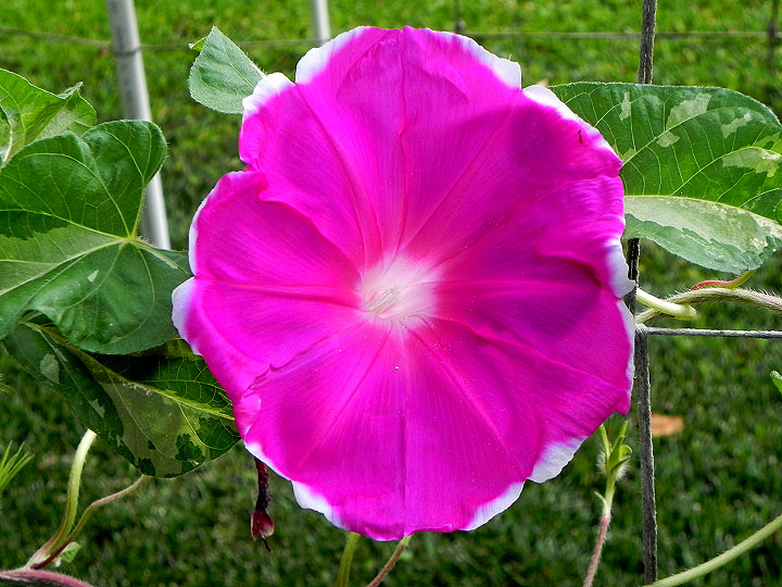 DSCN9106
