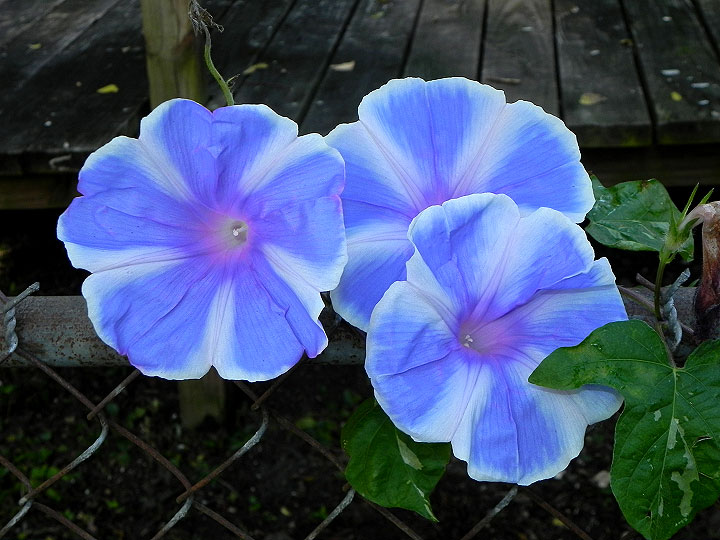 DSCN9333