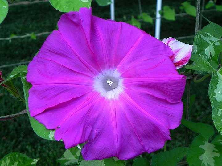 DSCN9517