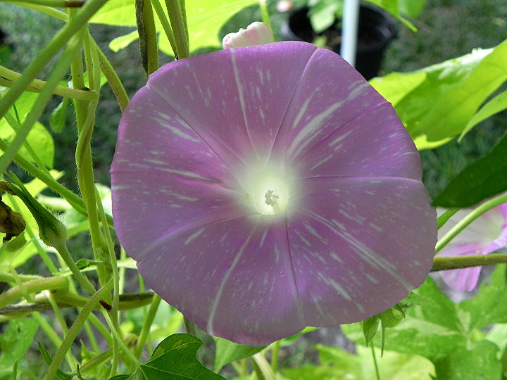 DSCN9581