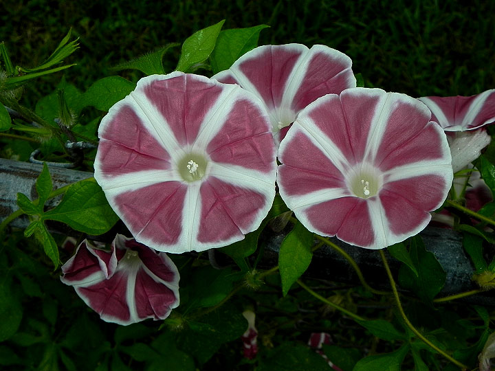 DSCN9686
