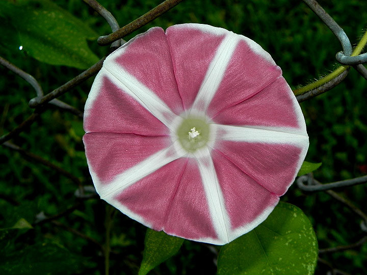 DSCN9688