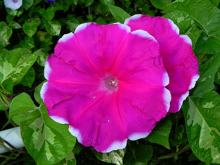 DSCN9715