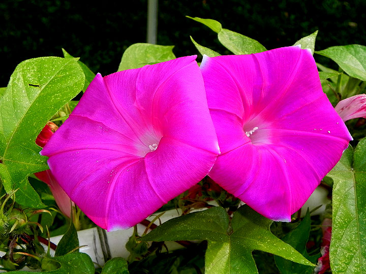 DSCN9767