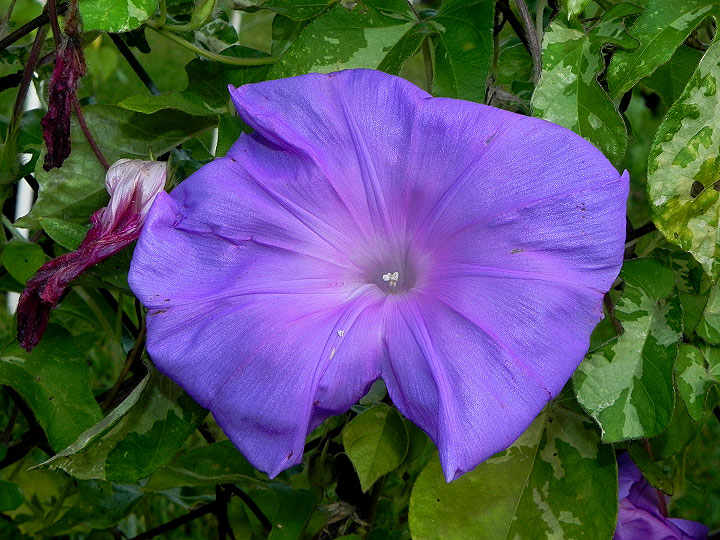 DSCN9794