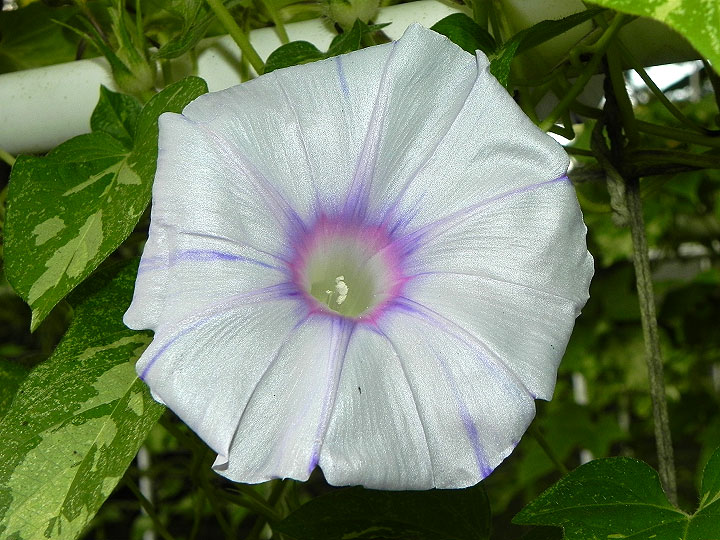 DSCN9879