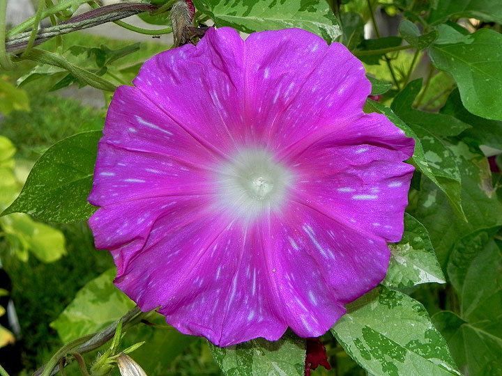 DSCN9926