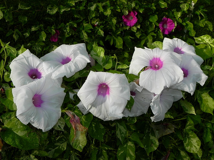 DSCN9935