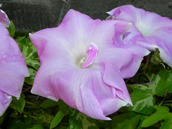 DSCN9974