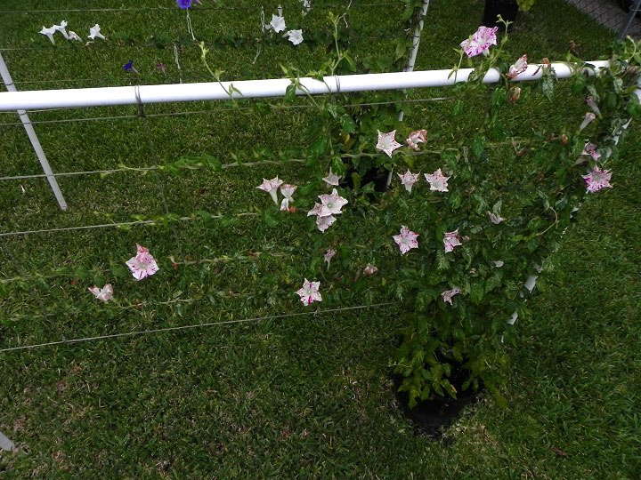 5-33w-DSCN0487