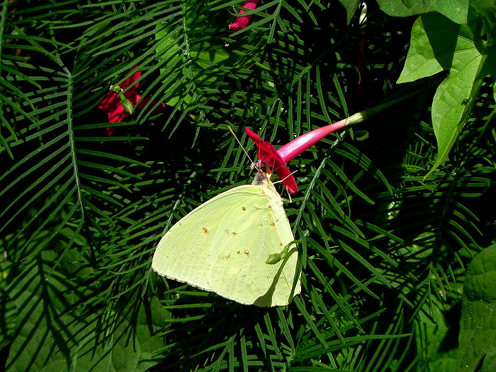 cv11