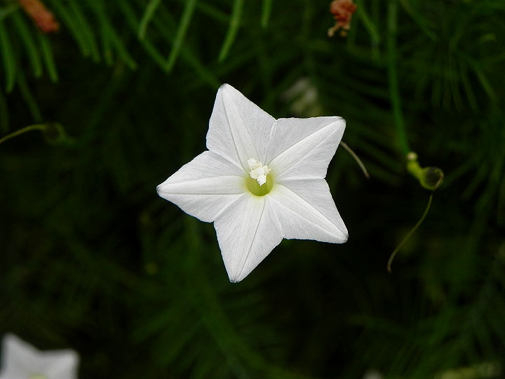 cv4