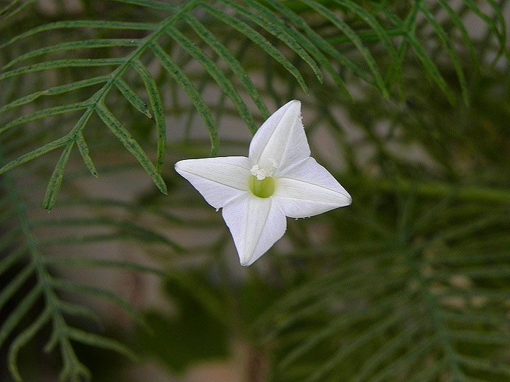 cv7