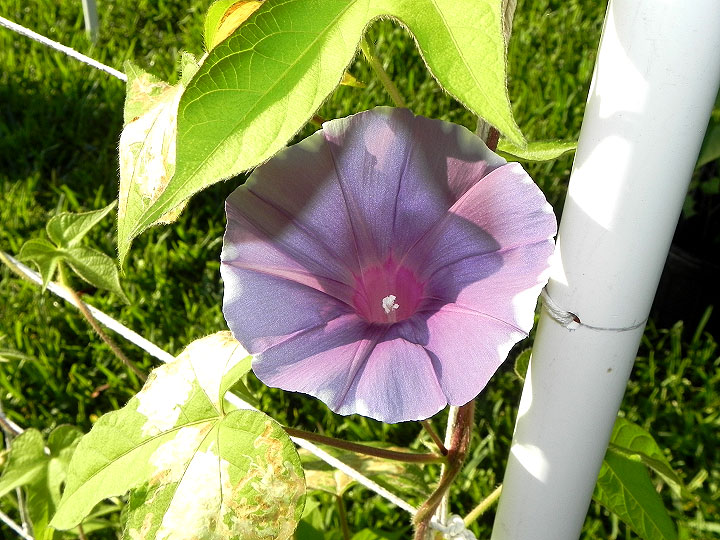 DSCN4276
