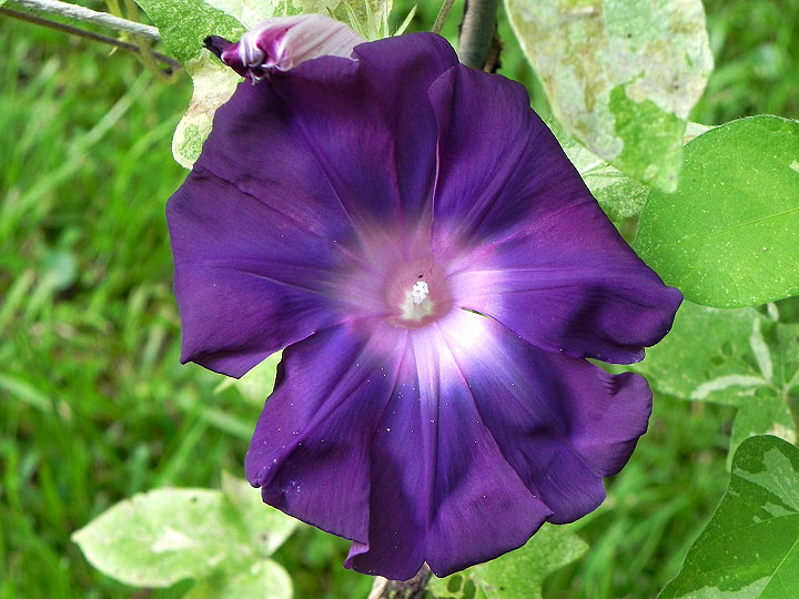 DSCN4305