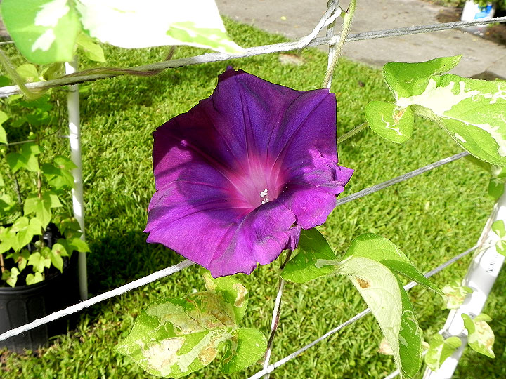DSCN4425_01