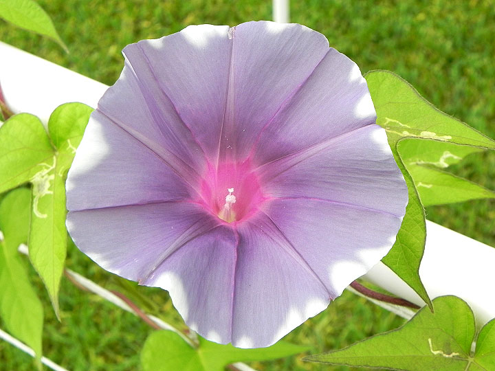 DSCN4777