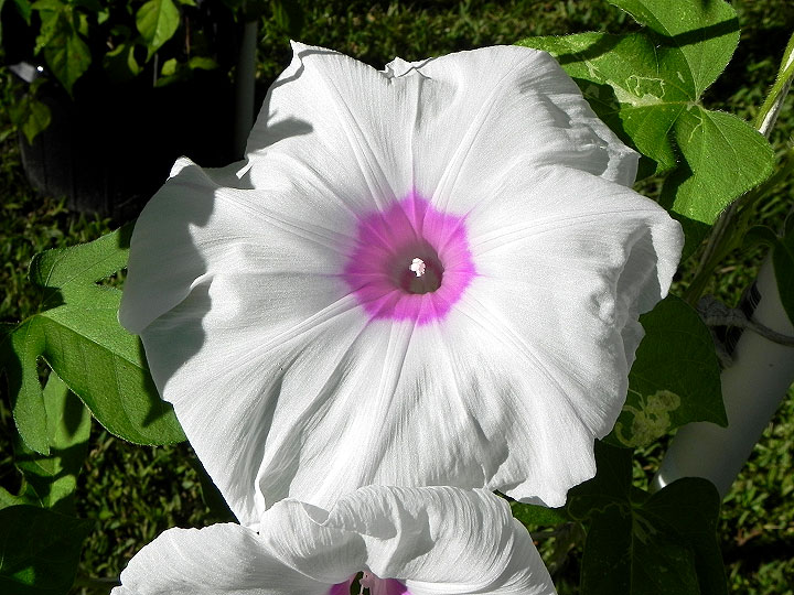 DSCN4976_01