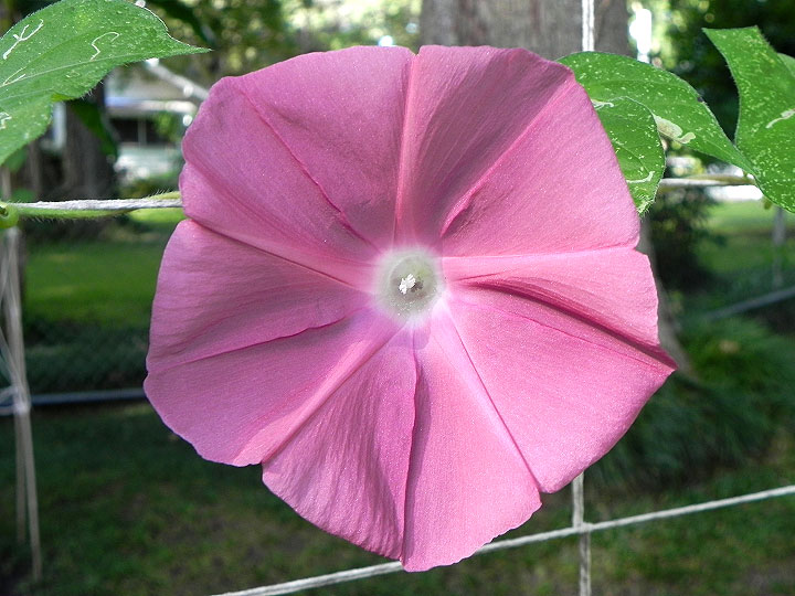 DSCN5055