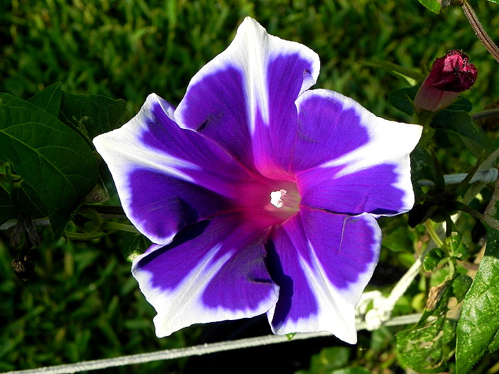 DSCN5086