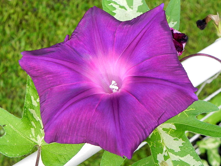 DSCN5155