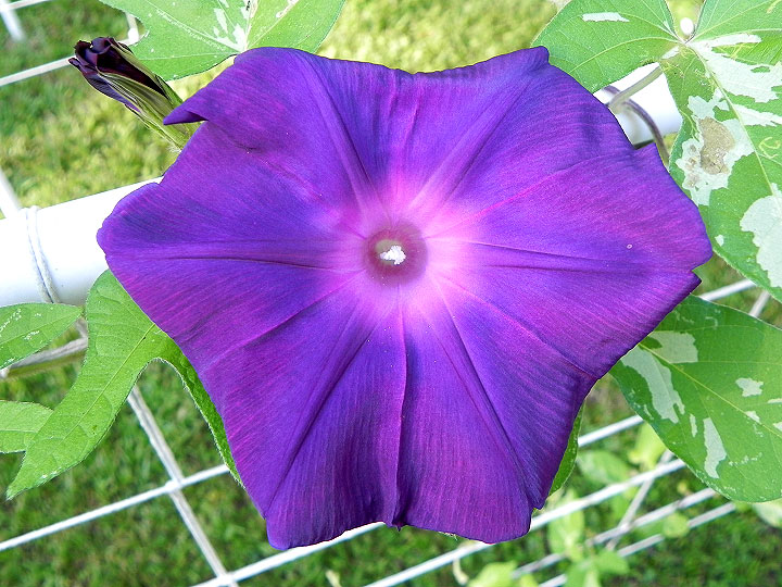 DSCN5193