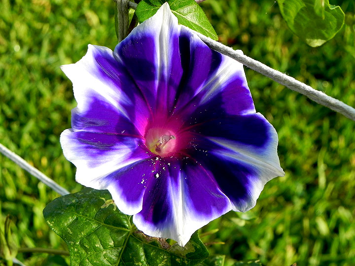 DSCN5299