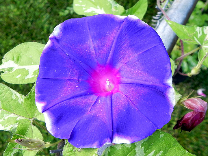 DSCN5306